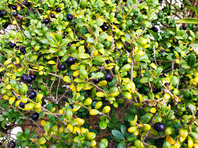 黒い実が実っているイヌツゲの生垣
