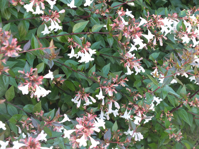 アベリアの生垣