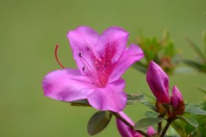 開花したサツキと蕾