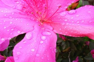 水滴がついたサツキの花