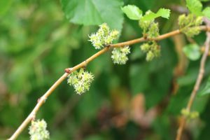 クワ（マルベリー）の花