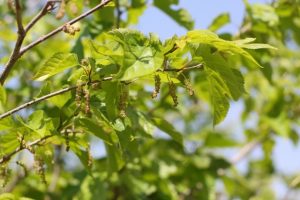 晴れた空に咲くクワ（マルベリー）の花