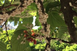 クワ（マルベリー）の木に付く害虫