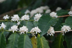 たくさん咲いているコーヒーノキの花