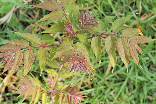 植え付け