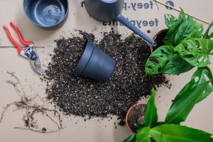 鉢植えと土