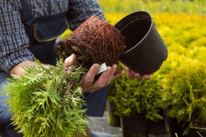 鉢植えから取り出した苗