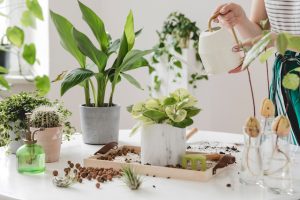 植え替えた植物に水やりをする人