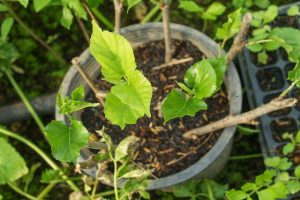 挿し木をした植木鉢