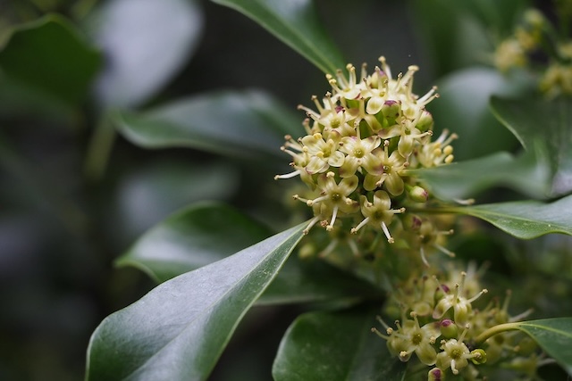 Ilex integra