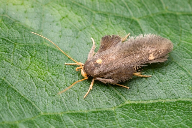 カキノヘタムシガ