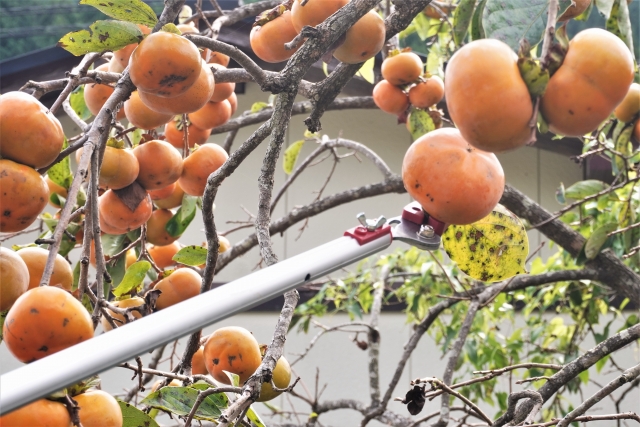 Diospyros kaki