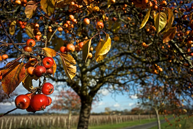 Diospyros kaki