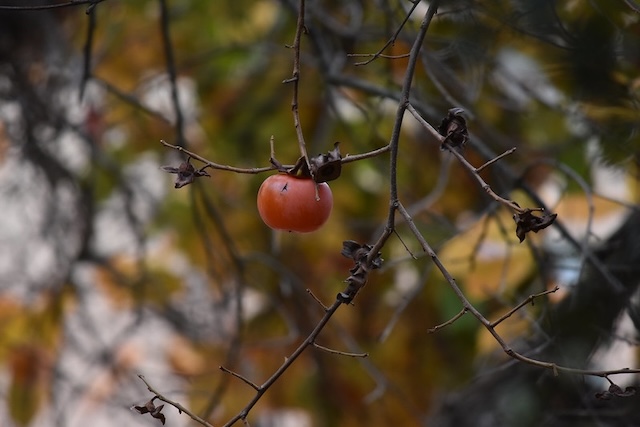 Diospyros kaki