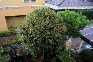 庭に植えられた木