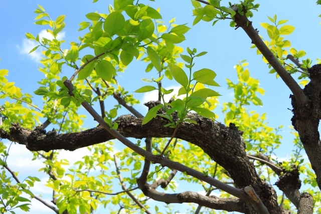 Diospyros kaki