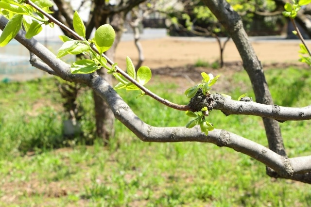 Diospyros kaki