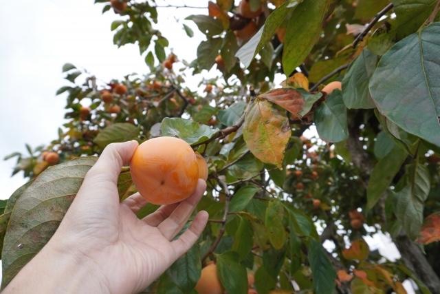 Diospyros kaki