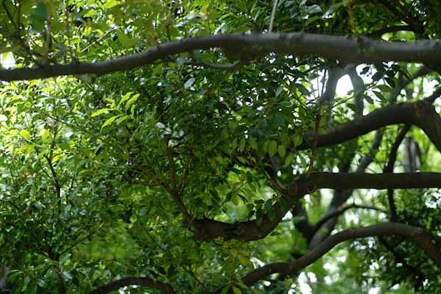 Ilex integra
