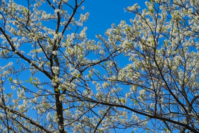 すももの花