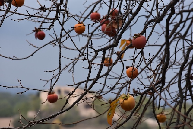 Diospyros kaki