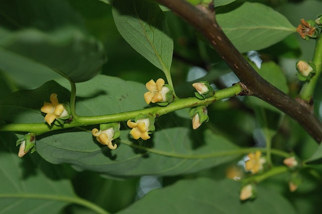Diospyros kaki