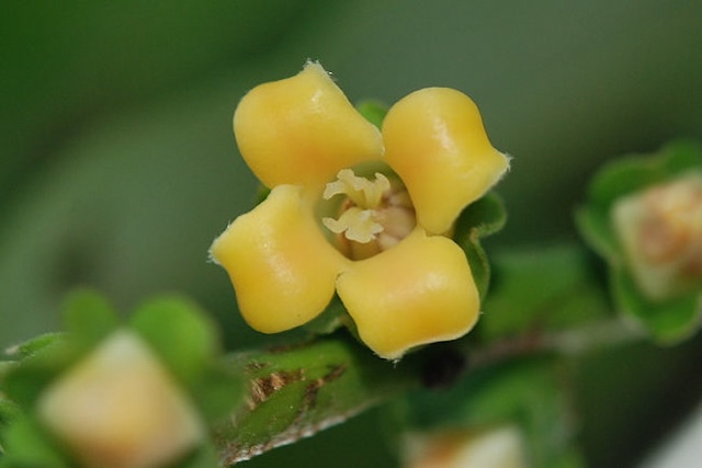 Diospyros kaki