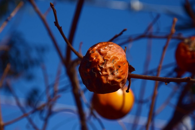 Diospyros kaki