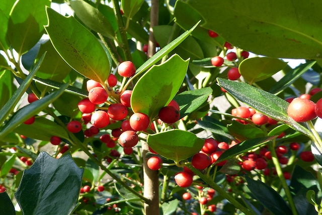Ilex integra
