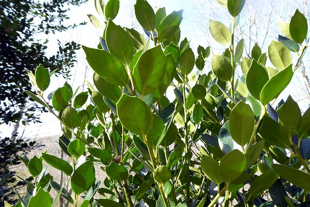 Ilex integra