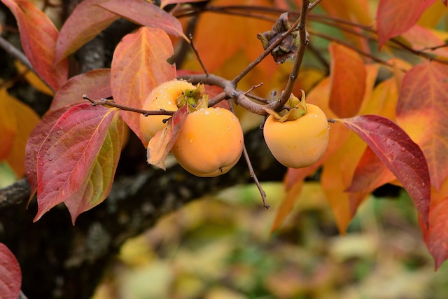 Diospyros kaki