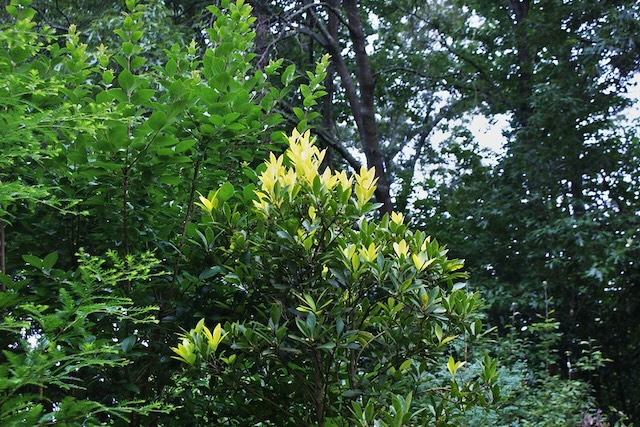 Ilex integra