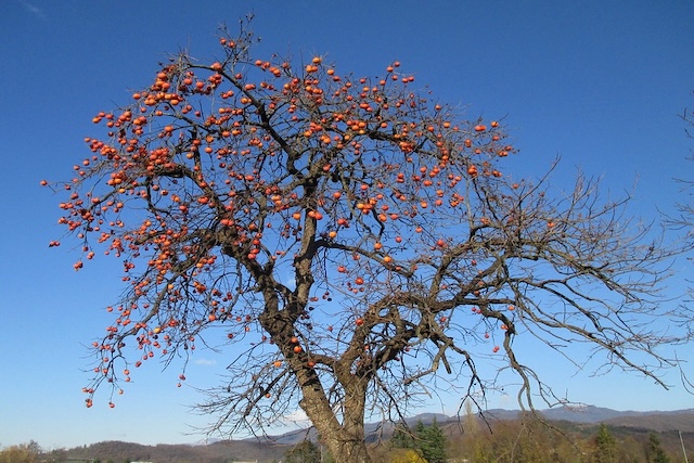 Diospyros kaki