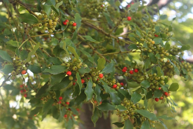 Ilex integra