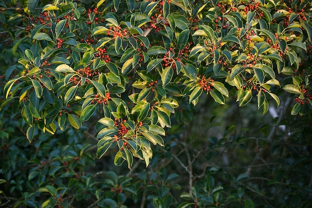 Ilex integra
