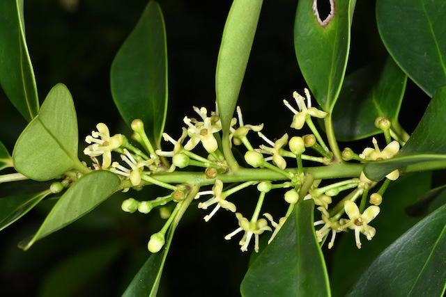 Ilex integra