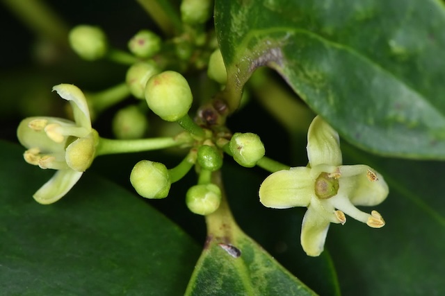 Ilex integra