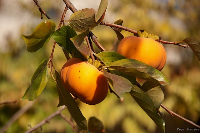Diospyros kaki