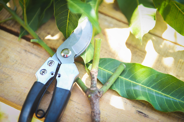 pruning shears