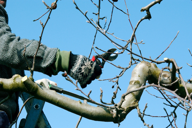 pruning