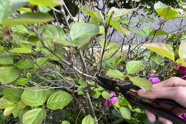 pruning