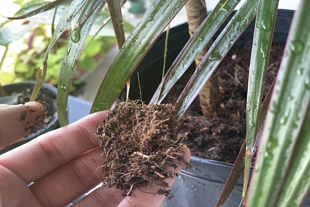 soil