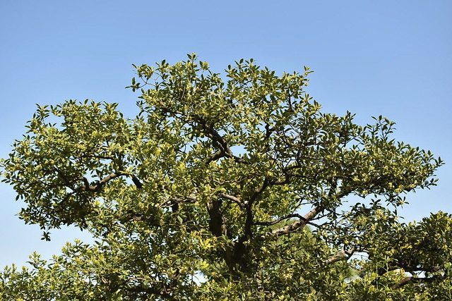 Ilex integra