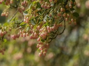 サラサドウダンの花