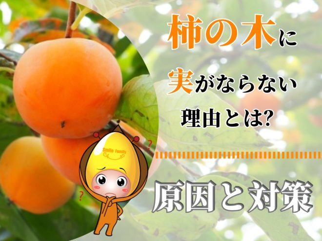 柿の木に実がならない理由とは？原因と対策