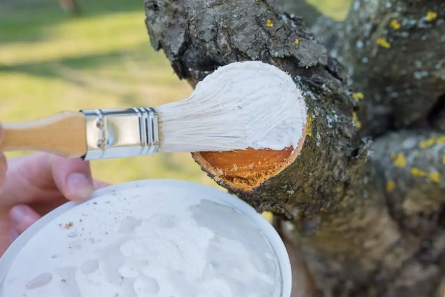 pruning sealer