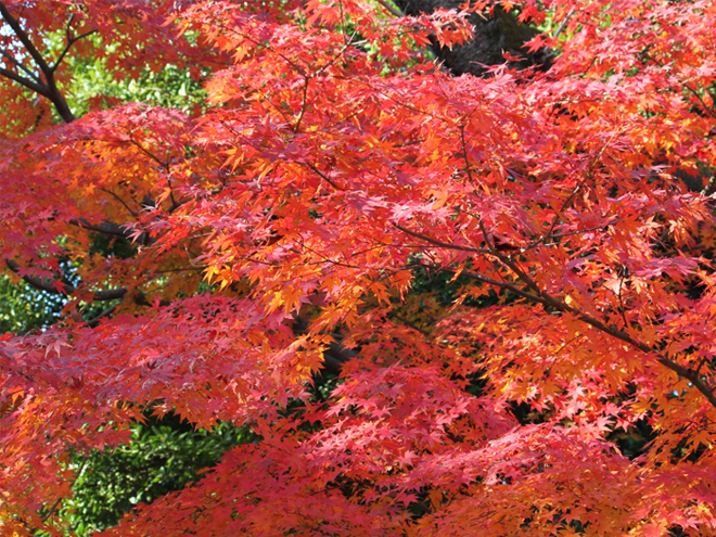 赤く紅葉したモミジの木