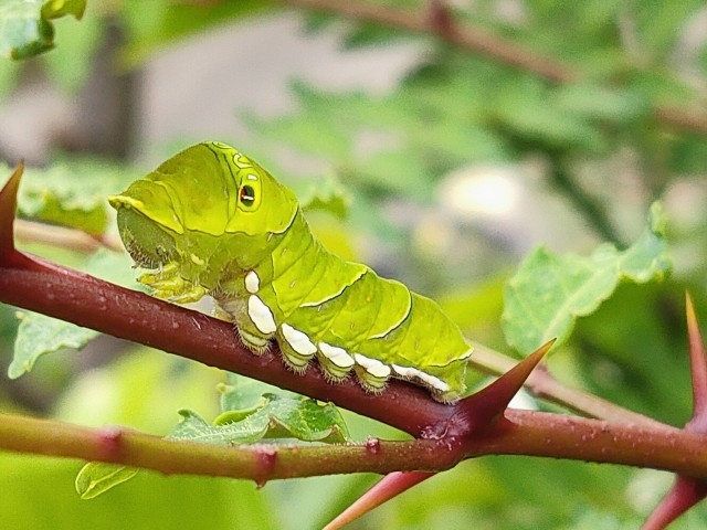 山椒の木につくアゲハ蝶の幼虫