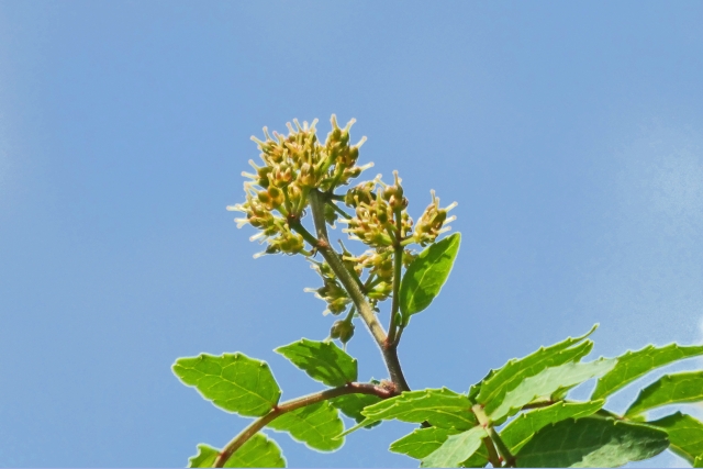 青空と山椒の花