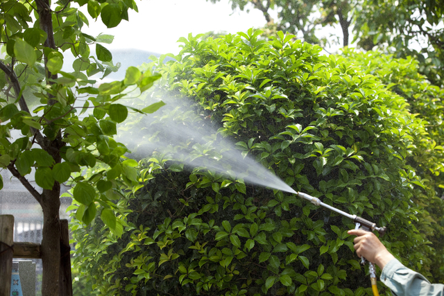 watering
